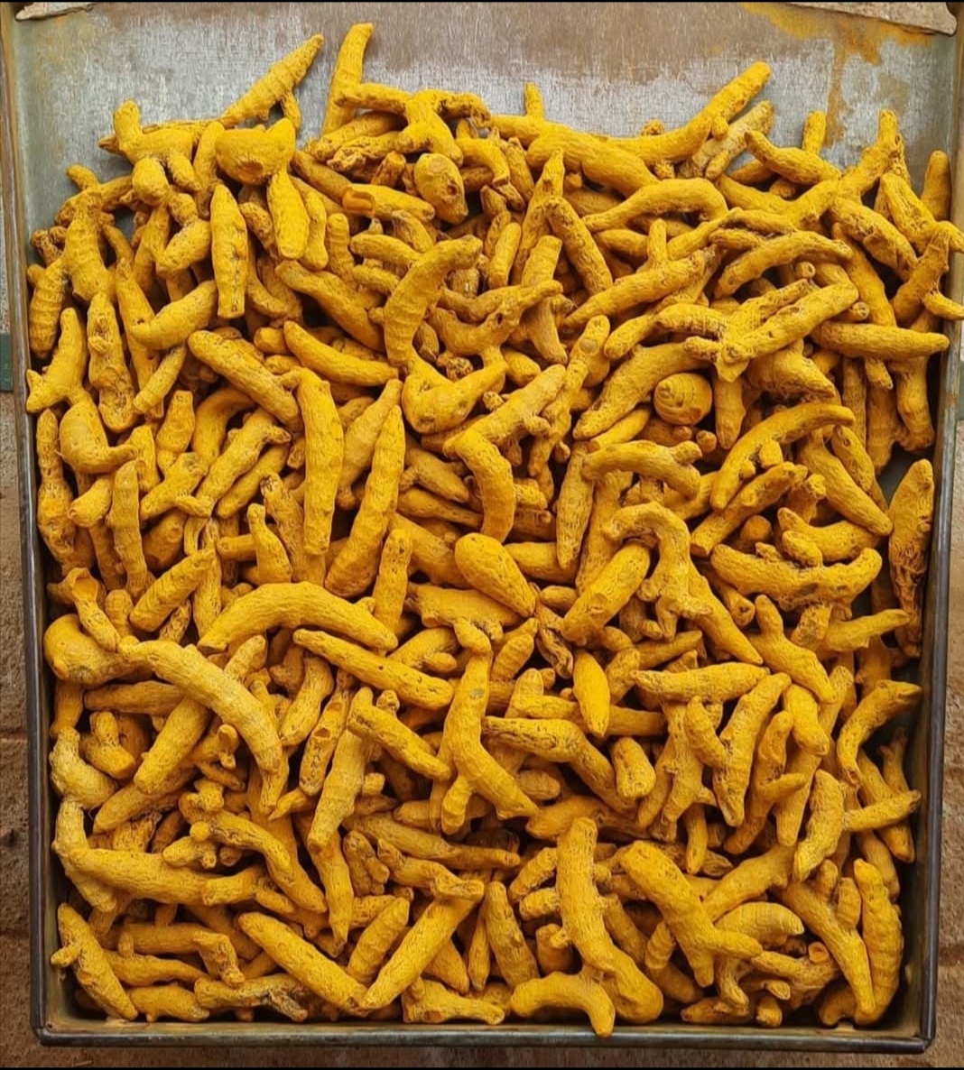 Turmeric exporter in India